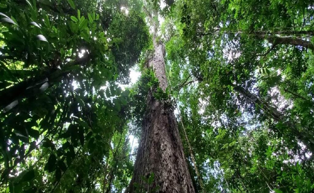 A maior árvore da Amazônia é encontrada na fronteira do Amapá com o Pará